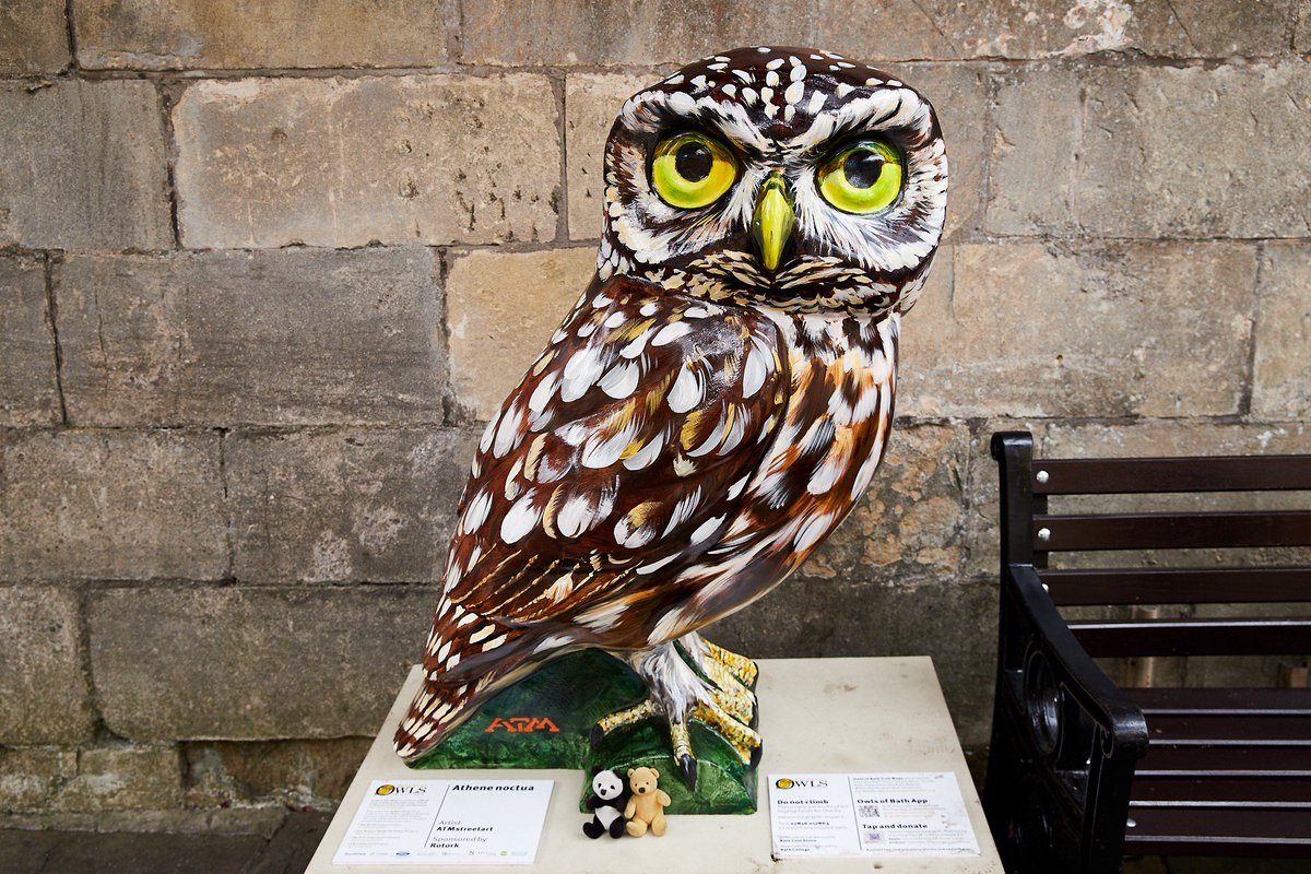 We are lucky enough to occasionally hear owls at night when we are going to sleep. We never see them, but we now have this image to help us visualise them
The sublime Athene Noctua by <a href="/AtmStreetart/">ATM streetart</a> 
<a href="/OwlsofBath/">Minerva's Owls of Bath 2018</a>