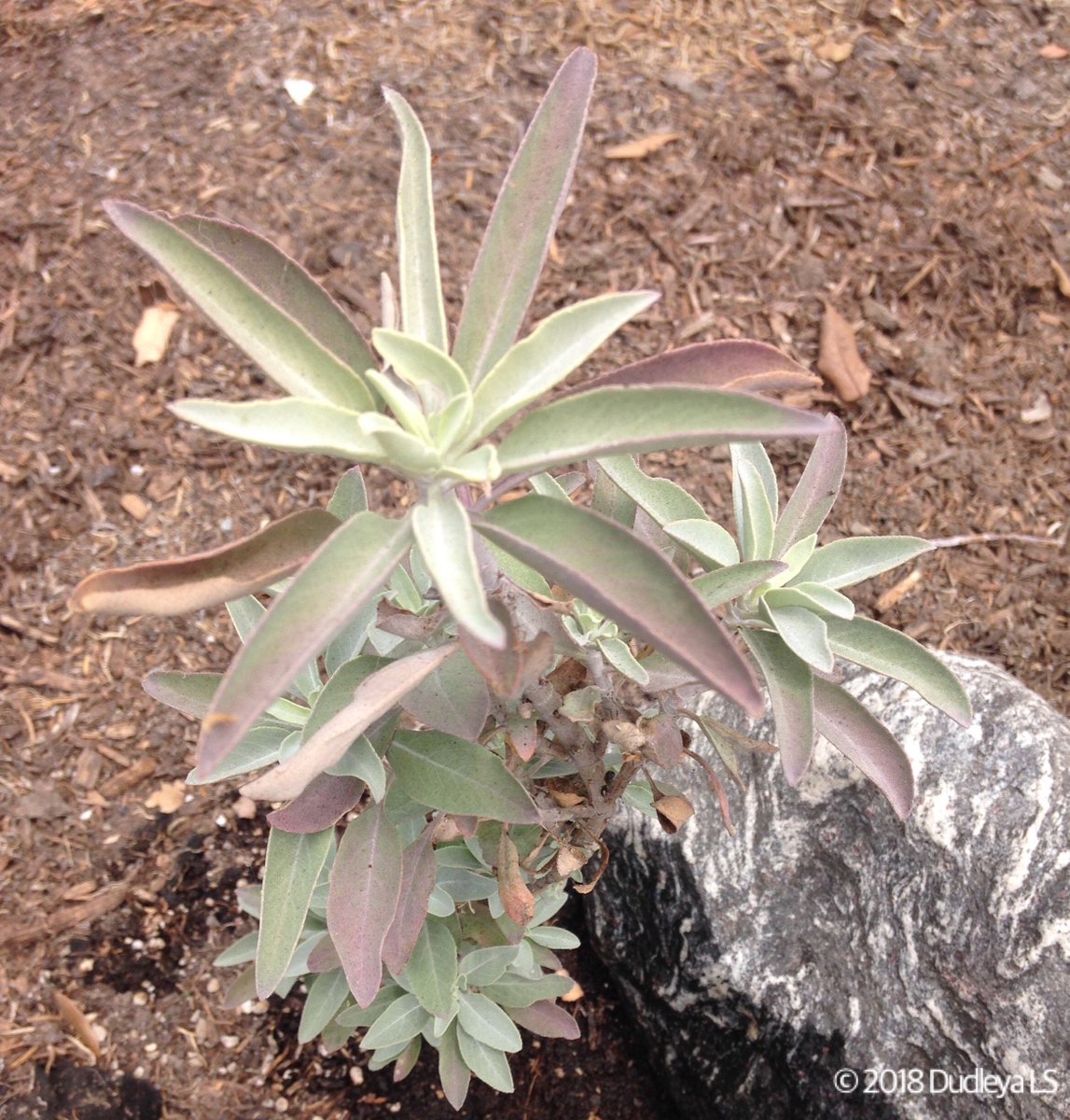 OCDudleya's tweet photo. This #summer has been very hot and no plant can take the heat better than a #Salvia #apiana. With temperatures in the high 90s and 100s, under full sun all day long, this #white beauty only gets watered twice a month (if it's lucky). Fullerton, Aug 2018. #CANativesPlants #sages https://t.co/CURhXipWOe
