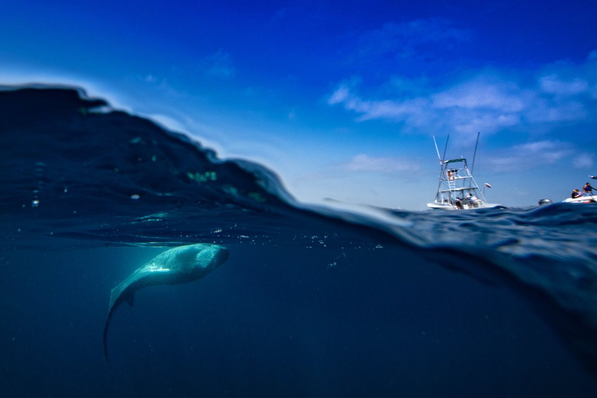 Rc Concepcion On Twitter Half Underwatersurface Shot Of A Manta Ray