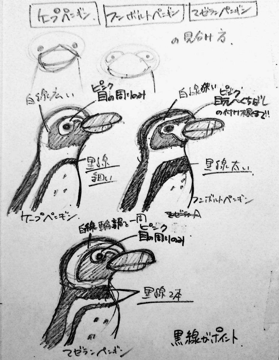 ナカジマナオミ 後でキレイに仕上げますね 汚くてm M ケープペンギン フンボルトペンギン マゼランペンギン を一瞬で見分けられたらスゴイ と思う ペンギンの見分け ペンギン Penguin ケープペンギン フンボルトペンギン マゼラン