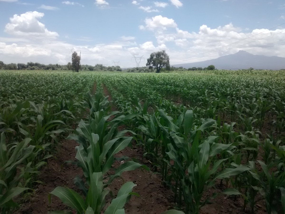 LuisAguilarMod3's tweet photo. Efecto de la fertilización (NPK) al momento de la siembra en parcelas de extensión de San Bartolomé Hueyapan, Tepeaca, Puebla. existe diferencia también en la tolerancia a la sequia. #PROAGROCapacita https://t.co/snCuCK4b99