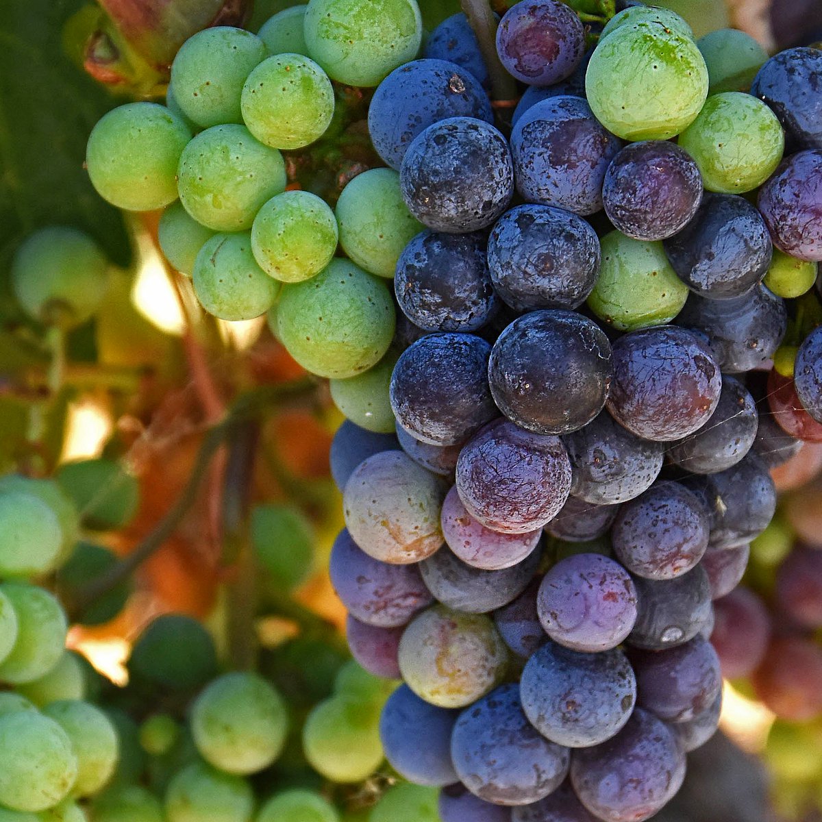 WhichWinery tweet media