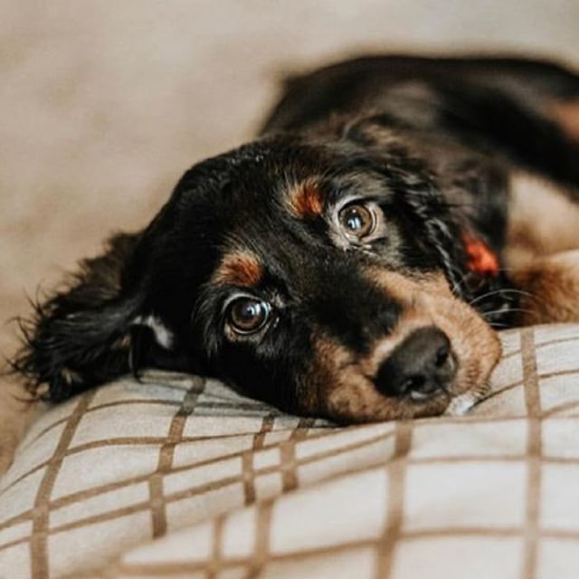 hotdogcollars's tweet photo. Feeling a little sleepy, we halfway through the week, almost time to rest.
@aestheticdoglife
.
.
.
.
#Regram #WeeklyFluff #DogsOfInstaWorld #Canon #Nikon #IG_eternity #IgCutest_Animals #Photo #Photography #PetPhotography #ExcelentDogs #TopDogPhoto #Dog_… https://t.co/imk4TWtwqe https://t.co/PIKHQaPjih