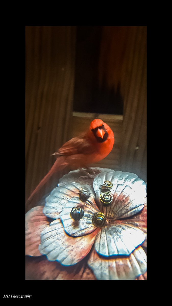 Northern Cardinal (Male) 8/1/18