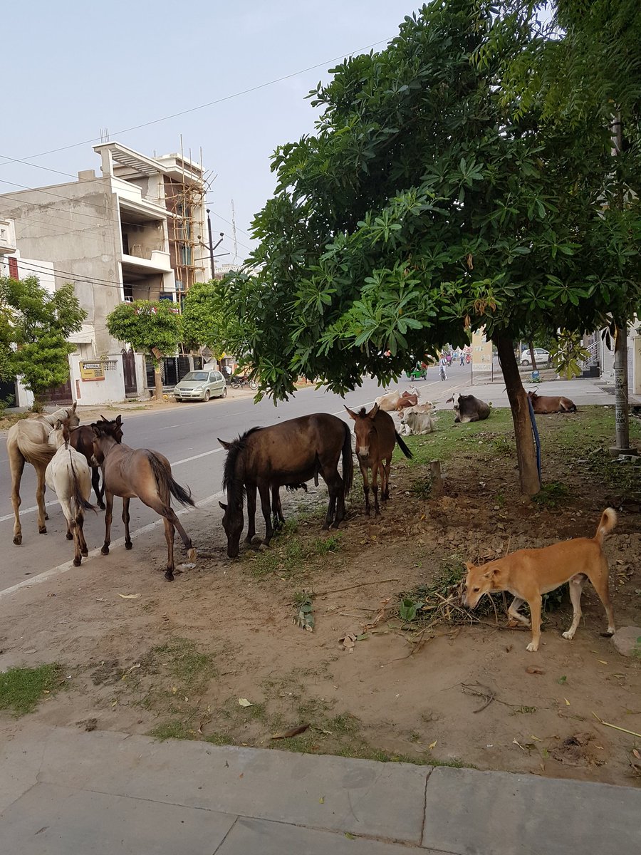 Lunariitr's tweet image. #AnimalsonRoad is new normal in #Lucknow these days. A view of Vikas Nagar Main Road.