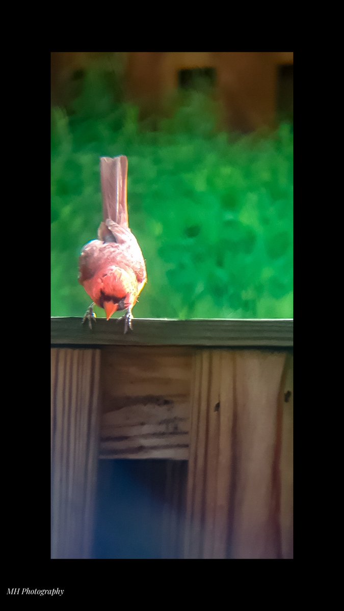 Northern Cardinal (Male) 8/1/18