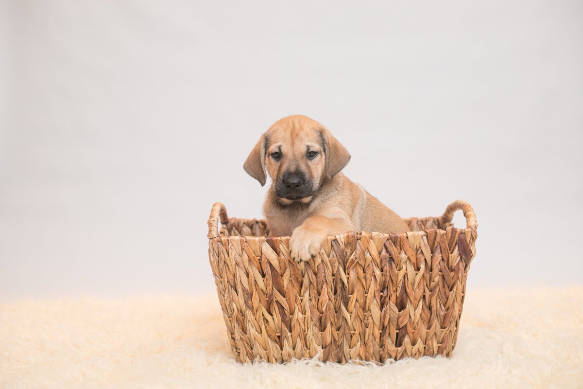 CALLING ALL <a href="/ltdbrewing/">LTD Brewing</a> DOG LOVERS! A <a href="/WarriorDogMN/">Warrior Dog Rescue</a> rescue pup named in honor of our brewery, "LTD" and his brother, "Surly" named in honor of <a href="/surlybrewing/">surlybrewing</a> are looking for an immediate foster or foster to adopt home. Interested? Fill out an app here : warriordogrescue.com/foster/foster-…