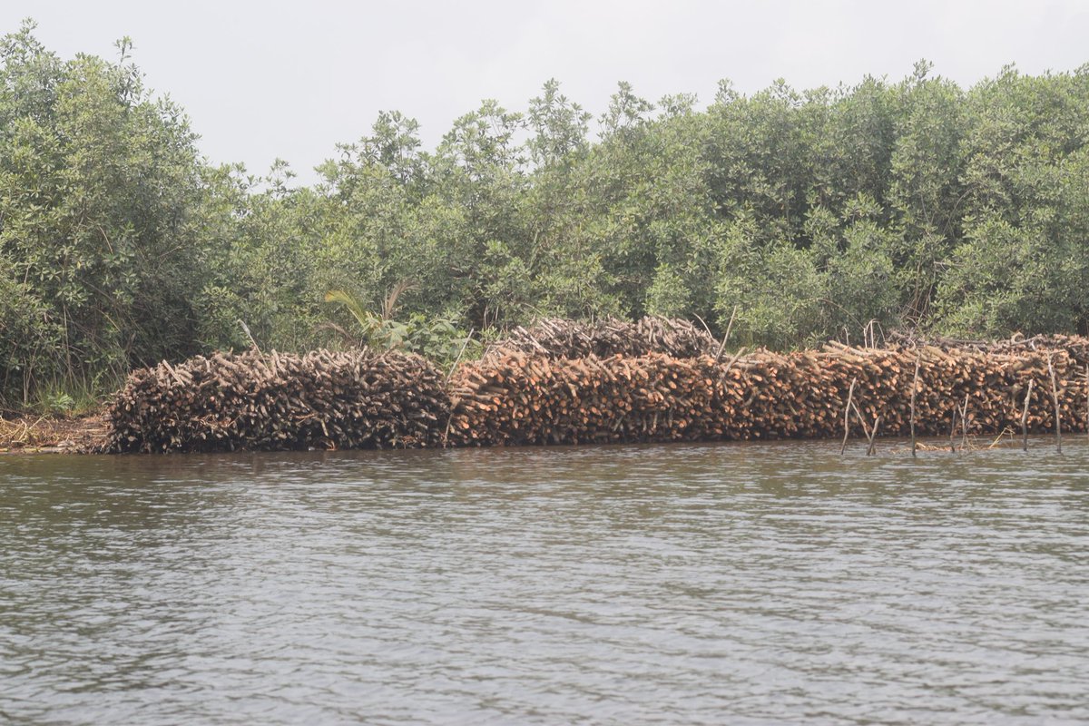 NatureSolomon's tweet photo. @ncfnigeria @MangroveExpo @LufasiPark @NCFEDUCATION @ede_dafinone @ACTFoundation_ @FMEnvng @moelagos @LASPARKLagos @aploritwit1 @environewsng @rainbowfm941 @ICEEDNIGERIA @Mangroves @ojay_78 @unep_aewa @BonnConvention @MangroveProject @LaureBeaufils @dw_environment @IUCN_Mangrove Threats as #MangroveConversion, #FirewoodCollection, #SandDredging are putting these waterbirds- #GreyHeron at #risk and we can only reduce this risk by reducing this #threat through #sustainablecoastalresourcemanagement
#WorldMangroveDay #MagroveConservationDay https://t.co/tF8CrsYS9i