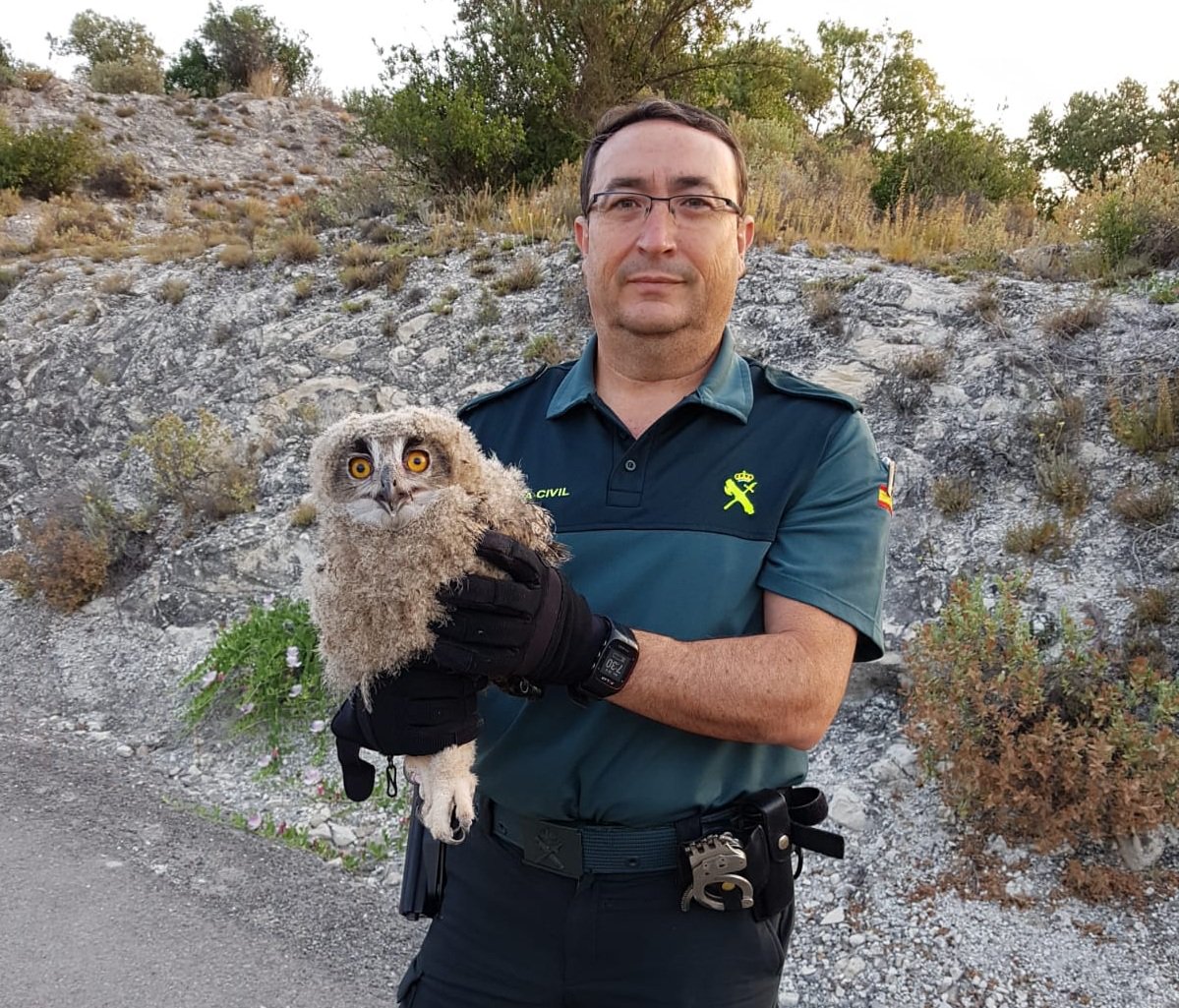 Francisco ha tenido una intervención muy peculiar. Evitó que atropellaran a una cría de buho real que transitaba sin chaleco reflectante por la carretera. 🤣

Teniendo en cuenta que todavía es un polluelo no lo denunció y lo entregó a una protectora.