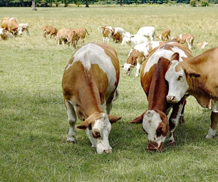 домашние животные корова. корова агрессивный фермера. корова для детского сада. корова группа животных. картина домашние животные.