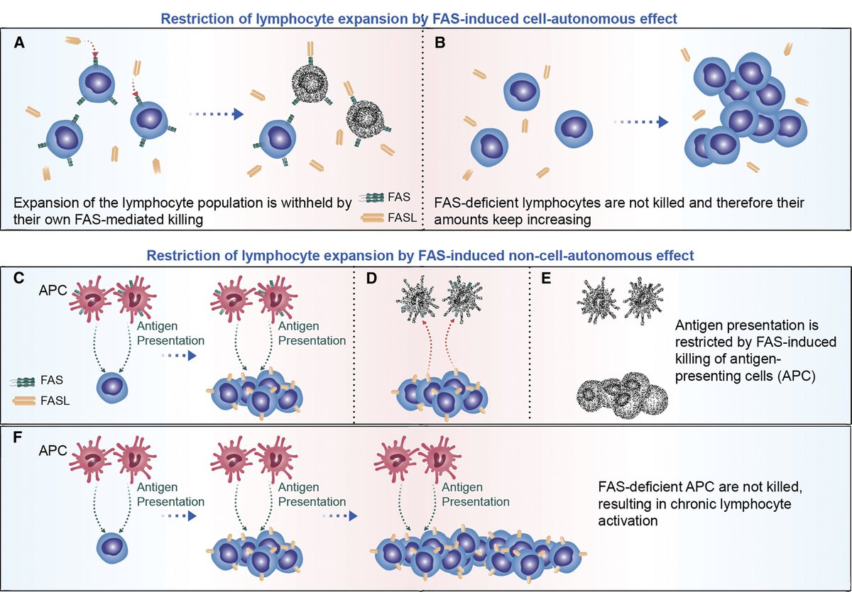 mmw_lmw's tweet photo. #Progammed_Cell_Death in Immune Defense | Distinct consequences of FAS deficiency | David Wallach @WeizmannScience @immunitycp https://t.co/kXJLxKJ3Fk | #JulyReCap https://t.co/9bIIUsDoAk