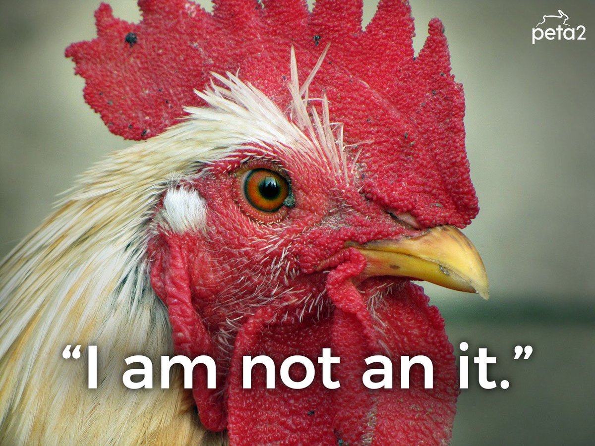 PETAShares's tweet photo. Like you, animals are individuals with unique personalities & desires. Our language should reflect that. #LikeYouOnlyDifferent #ReasonsToGoVegan https://t.co/Y8XJ7Lozut https://t.co/qgoasDgsZS