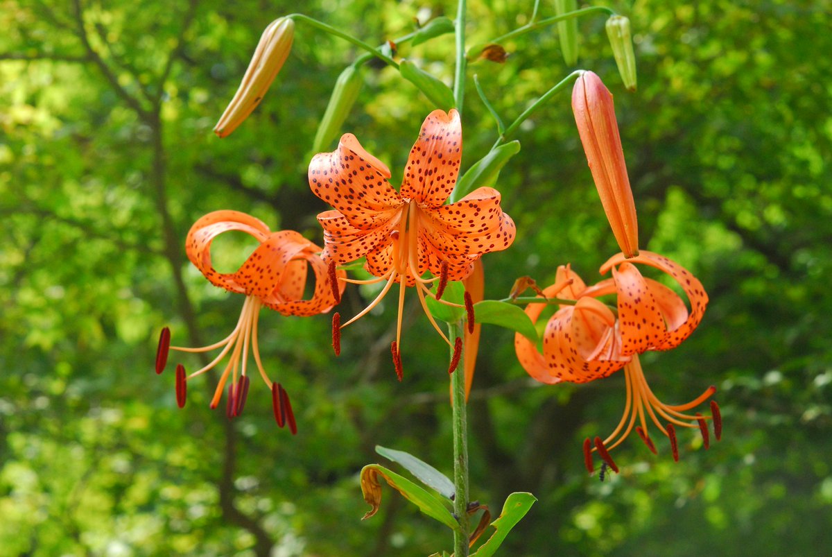 六甲高山植物園 冬季休園中 ユリの仲間いろいろ咲いています オレンジの花は オニユリ 見頃 背の高いユリで大きいものは高さ2mほどにもなります ピンクの花は タキユリ カノコユリの変種 絶滅危惧種に指定されています こちらは咲き始め