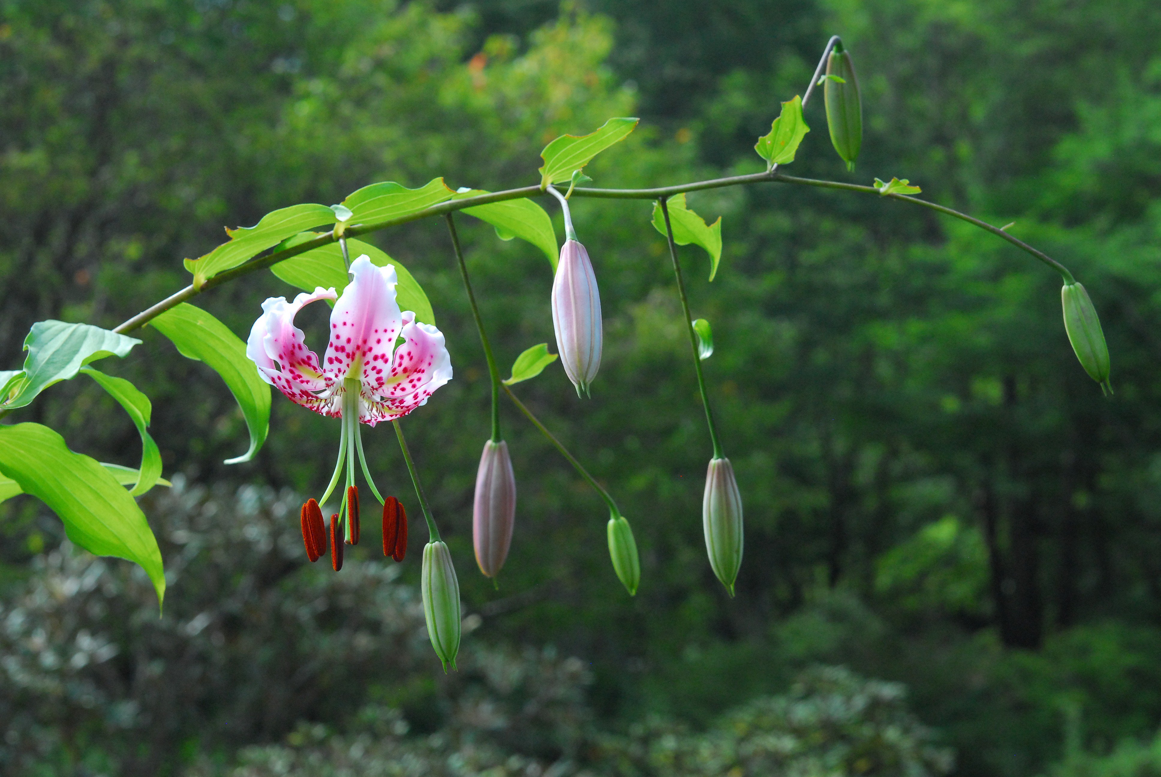 六甲高山植物園 على X: 六甲高山植物園 على X: