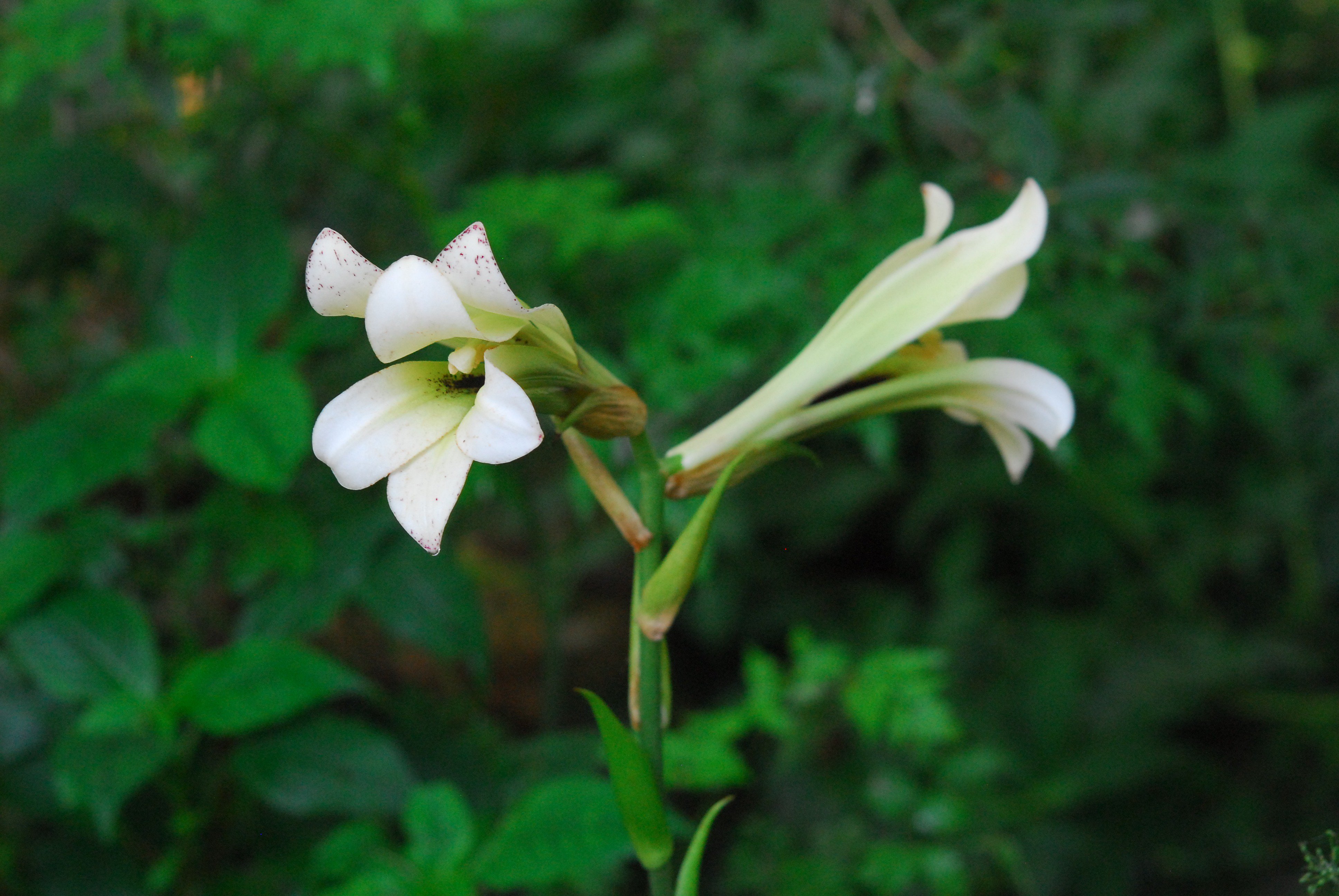 六甲高山植物園 على X: 六甲高山植物園 على X: