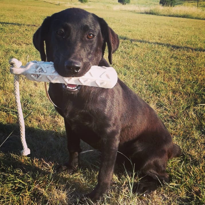 RyanCom45342240's tweet photo. #thatdogwill be the best she can be!

#SnRRetrieverKennels #skregear #ExtremeDogFuel #sportdog #THATDOGWILL https://t.co/VJjZ4TcPvU