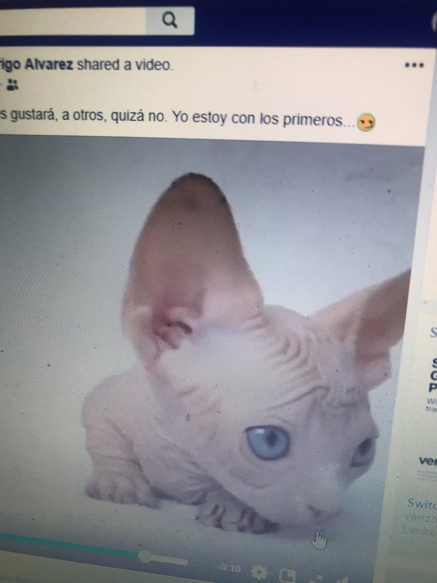 schmiddy_k13's tweet image. “SHUN! SHUN THE HAIRLESS KITTY!” 
#Michaelisms