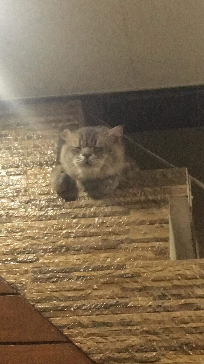 Percysxcle's tweet image. Bear, doggo-is cat