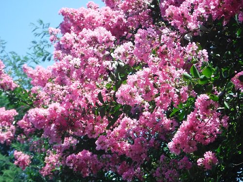東京港埠頭 公園 公式 على تويتر 8 2 水の広場公園 現在水の広場公園ではピンク色の可愛らしいサルスベリ が咲いています 実際にお越しいただくのはもちろん ゆりかもめの車窓からも見ることができますよ ちなみに サルスベリの花言葉は 雄弁 愛嬌 です