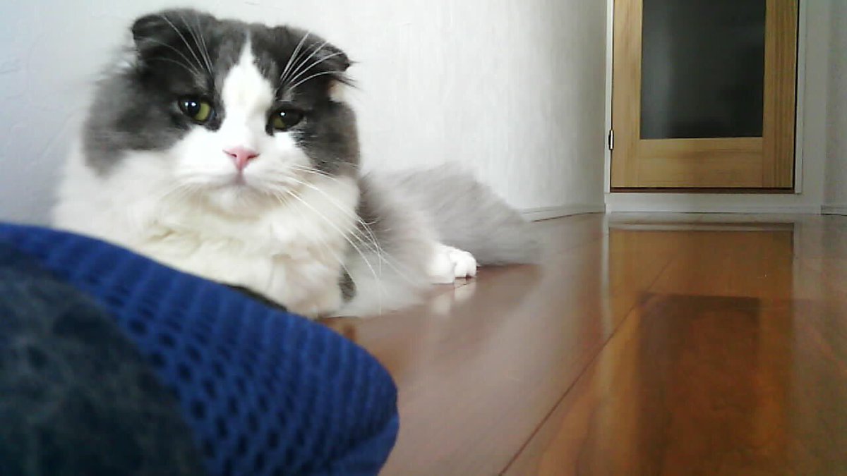 surfhiroyu's tweet photo. Appbot RILEY アボットライリー WiFi対応を家に取り付けて留守中もリオンのことを見守ってます!でもリオンはなんだこいつはって、顔😸してます💦
#Appbot
#アボットライリー
#見守りカメラ https://t.co/eTMueAPb4T