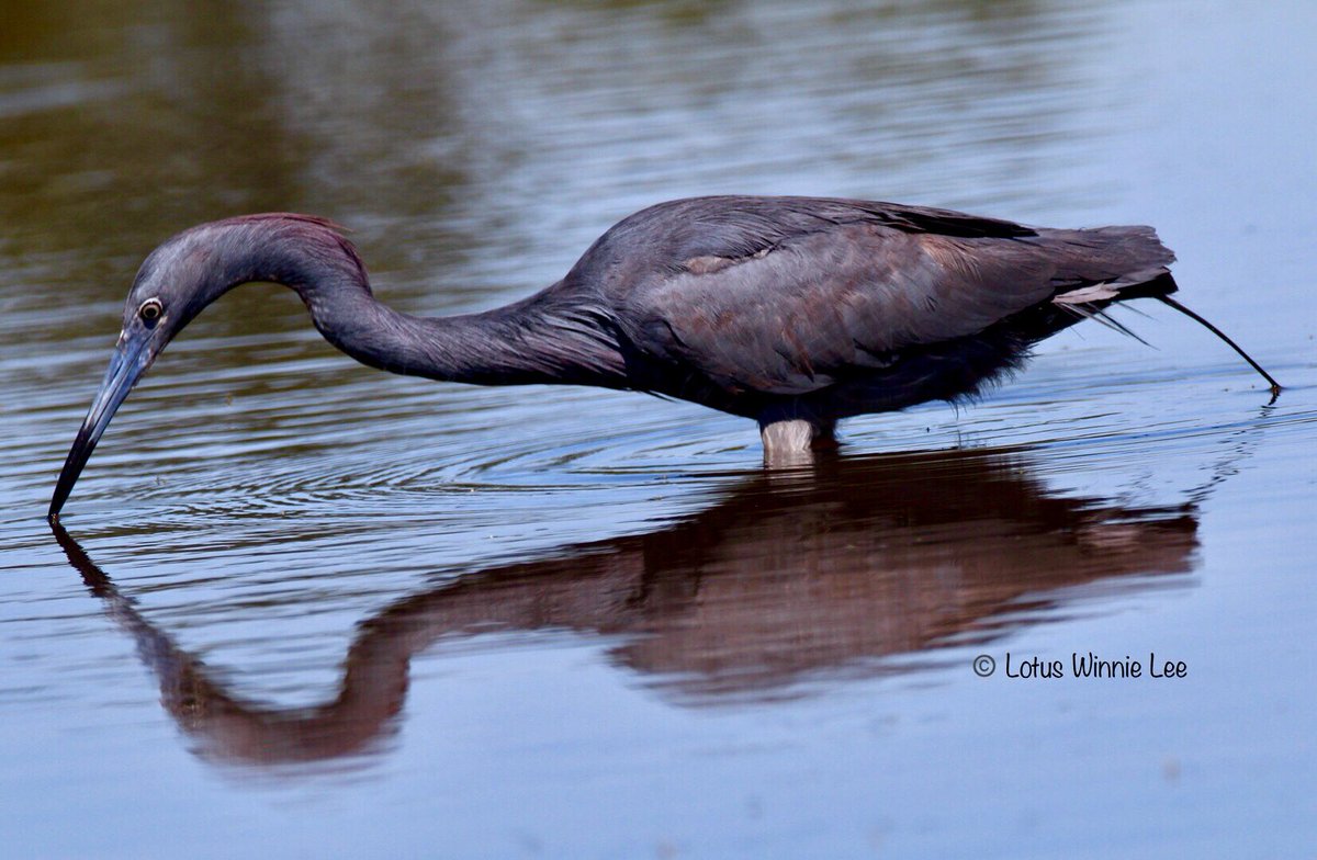 lotuswinnielee's tweet photo. Birding in Connecticut... #littleblueheron fishing. #blueheron #herons #birds #birdwatching #birding #CTbirding #birdwatchers #birders #wildlife https://t.co/2drSCZYDLM