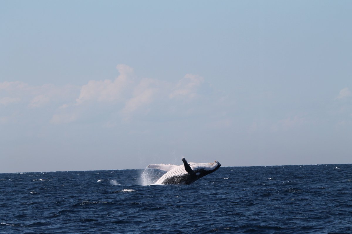 Emily_A_Gregory's tweet photo. So much action, in Australia's east coast waters this morning! It's always a nice feeling running out of space on your ethogram 🤓🐋 #humpbacks #calftraining #behaviouralobservations #USC #sunreef https://t.co/wVK8UevkHh