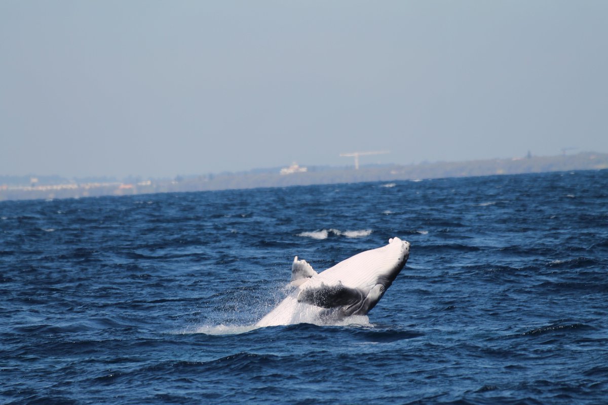 Emily_A_Gregory's tweet photo. So much action, in Australia's east coast waters this morning! It's always a nice feeling running out of space on your ethogram 🤓🐋 #humpbacks #calftraining #behaviouralobservations #USC #sunreef https://t.co/wVK8UevkHh