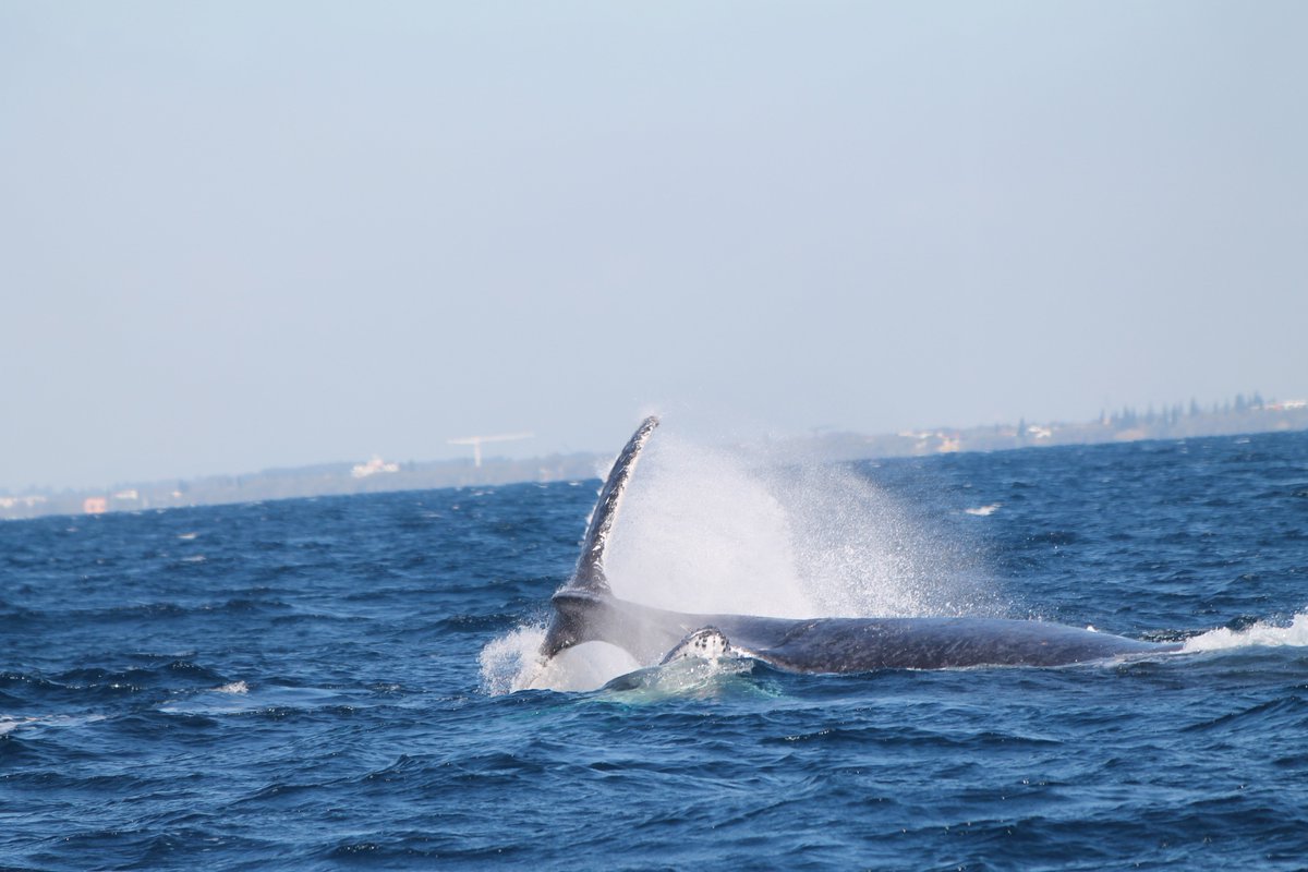 Emily_A_Gregory's tweet photo. So much action, in Australia's east coast waters this morning! It's always a nice feeling running out of space on your ethogram 🤓🐋 #humpbacks #calftraining #behaviouralobservations #USC #sunreef https://t.co/wVK8UevkHh