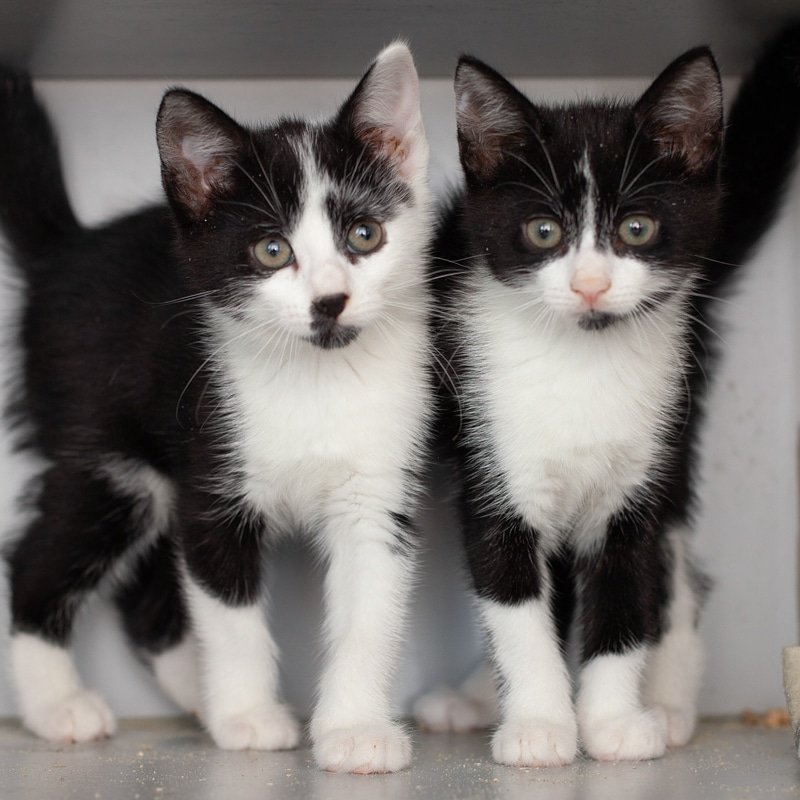 AsielZwolle's tweet photo. Komen jullie vanavond augustus ook naar ons kijken op de speciale adoptie avond?
#Zwolle
#adoptdontshop
#sheltercats
#lovetoadopt
#savethemall https://t.co/VZfItqKK9I