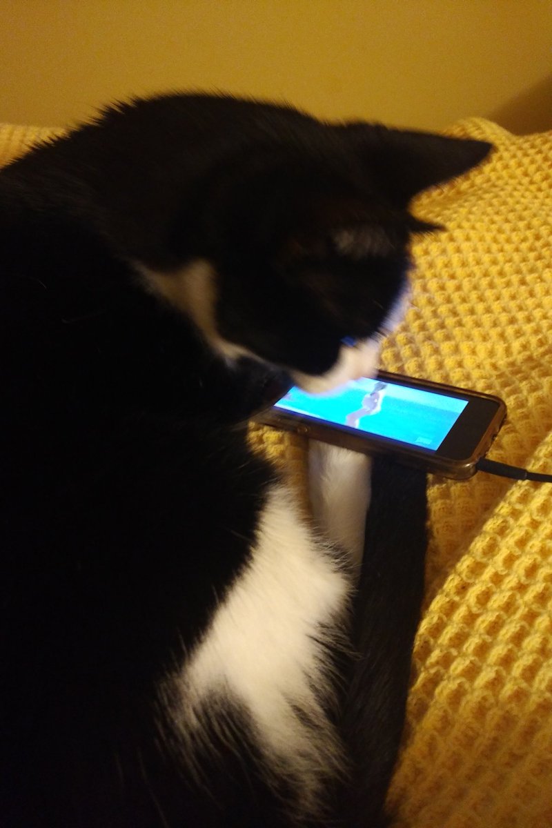 SarahMorrison's tweet image. My mom's cat is SO into tonight's #RHONY