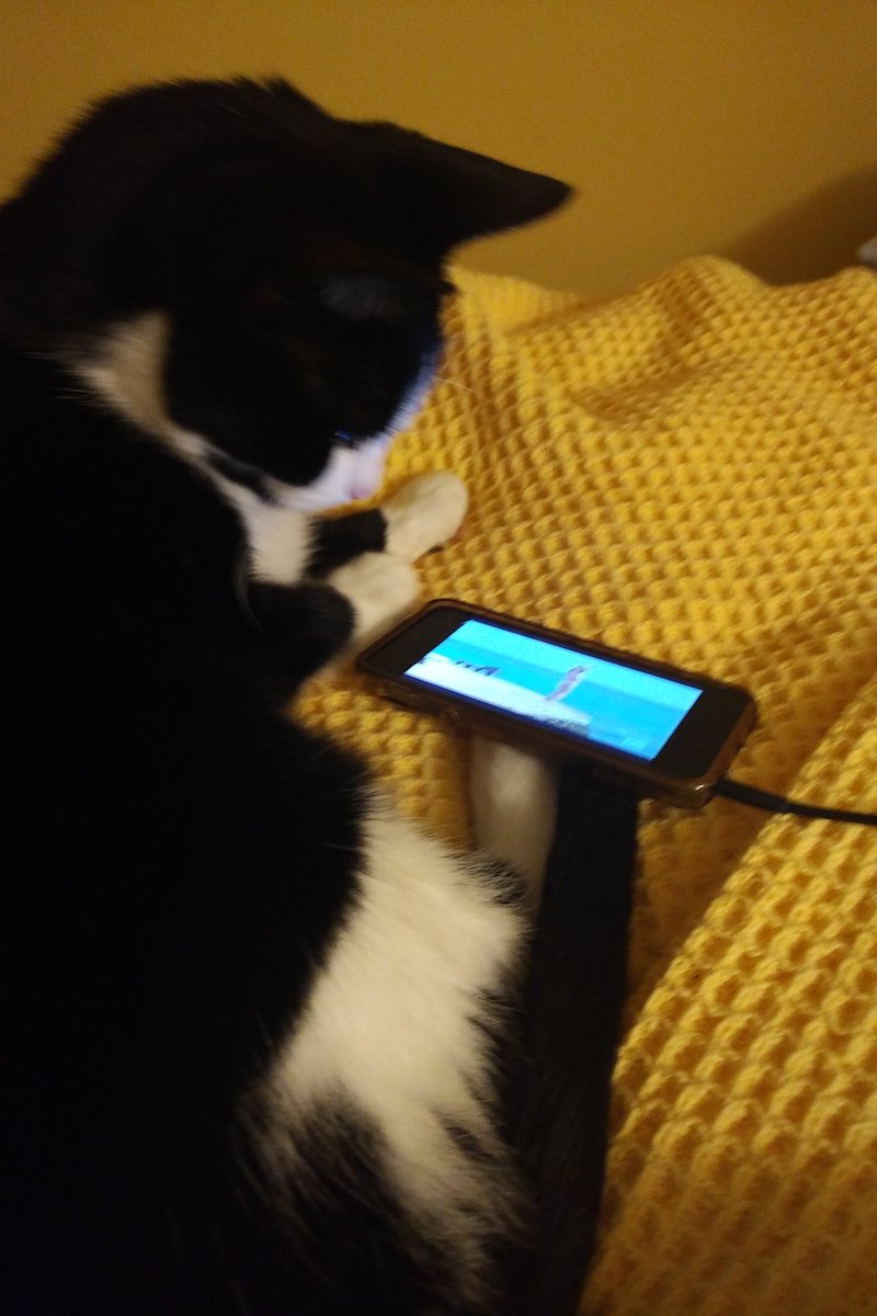 SarahMorrison's tweet image. My mom's cat is SO into tonight's #RHONY