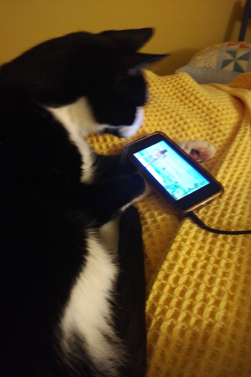 SarahMorrison's tweet image. My mom's cat is SO into tonight's #RHONY