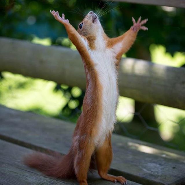 ImaginationSoap's tweet photo. Caption this squirrel! .
.
.
#captionthis #squirl #caption #imaginationsoap #uplate #igquotes #igcaptions #dallastexas #funnyquotes #funnymemes https://t.co/AxLgaUedaN https://t.co/hlddIUajSL