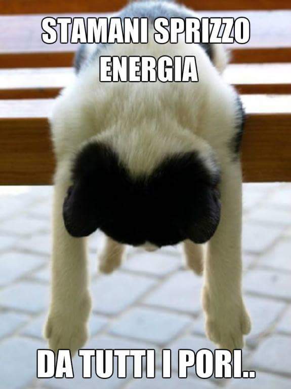 Про усталость цитаты веселые. Приколы про работу в картинках. Афоризмы про усталость от работы. Цитаты про усталость. Устал картинка смешная.