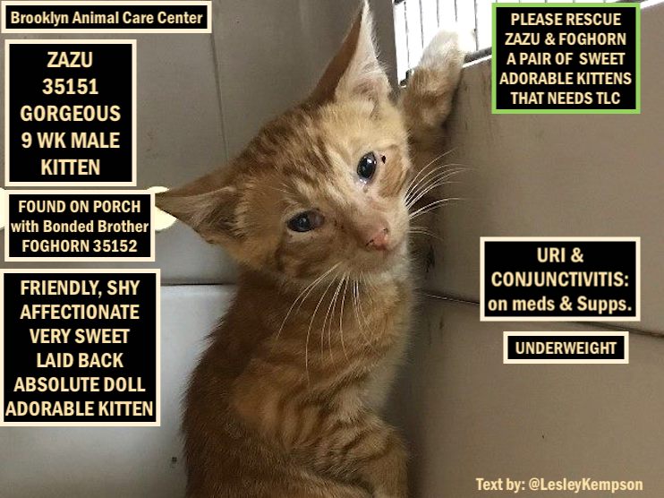 LesleyKempson's tweet photo. @URGENTPODR URGENT FOSTER NEEDED
ZAZU &amp; FOGHORN MUST BE SAVED: URGENT
GORGEOUS 9 WK MALE KITTENS - FOUND ON PORCH
URI: on Meds &amp; Supps.
ZAZU ALSO HAS CONJUNCTIVITIS
FRIENDLY, SHY
AFFECTIONATE
VERY SWEET
LAID BACK
ABSOLUTE DOLLS
ADORABLE KITTENS
PLEASE RESCUE THE PAIR https://t.co/PpBQxt4ZX0