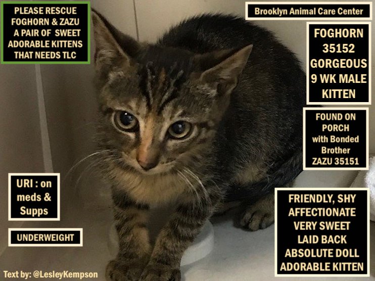 @URGENTPODR URGENT FOSTER NEEDED
ZAZU &amp; FOGHORN MUST BE SAVED: URGENT
GORGEOUS 9 WK MALE KITTENS - FOUND ON PORCH
URI: on Meds &amp; Supps.
ZAZU ALSO HAS CONJUNCTIVITIS
FRIENDLY, SHY
AFFECTIONATE
VERY SWEET
LAID BACK
ABSOLUTE DOLLS
ADORABLE KITTENS
PLEASE RESCUE THE PAIR