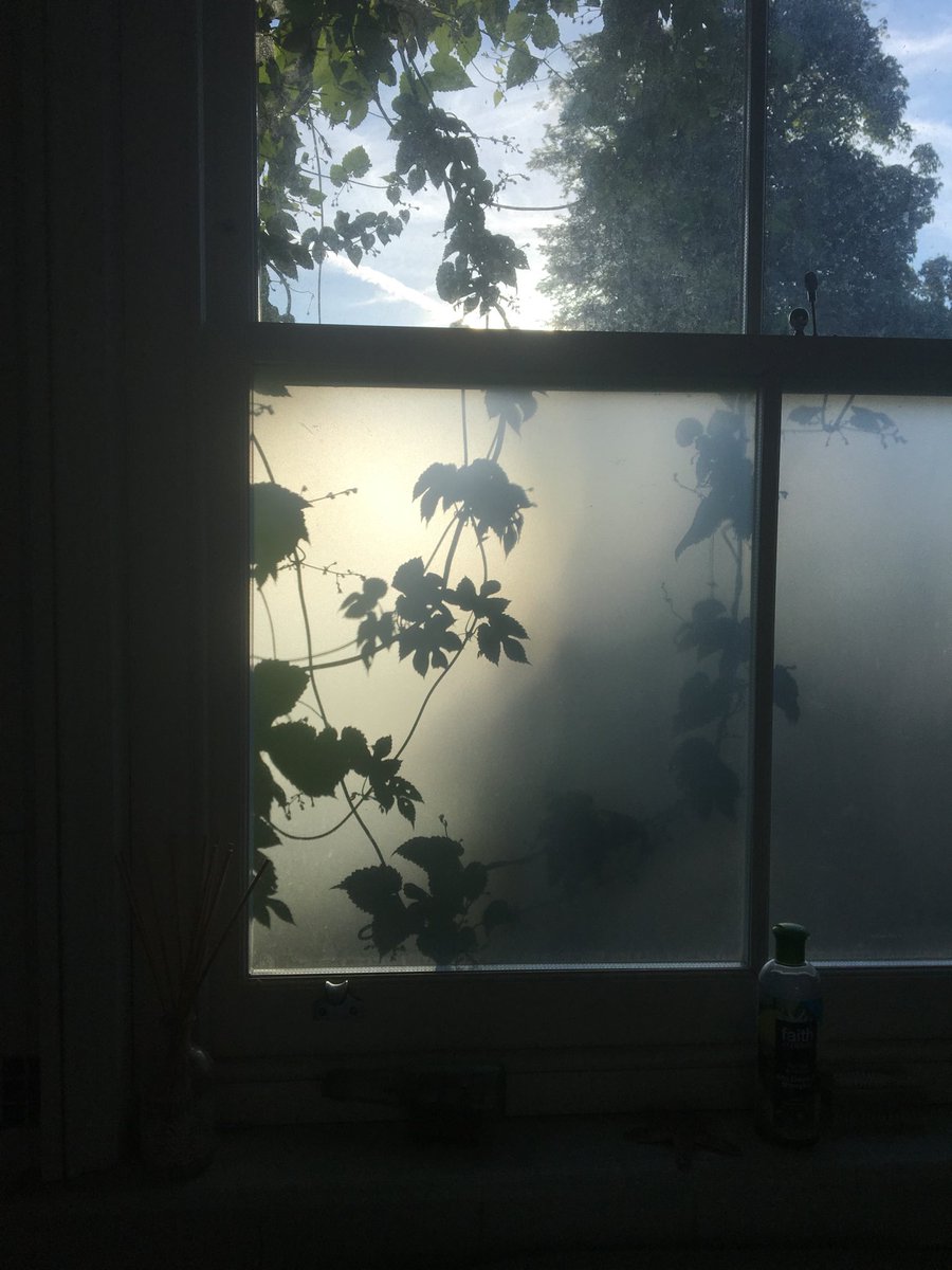 lisasthinks's tweet image. ...and in the morning, Jack’s beanstalk had reached the bathroom window.