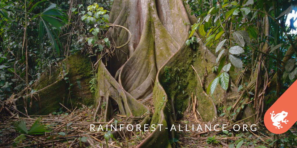 RnfrstAlliance's tweet photo. Trees know how to stay connected. Shouldn't we? We're #StrongerTogether: https://t.co/N0TZjMRXma #StrongForests https://t.co/2K3NHnijll
