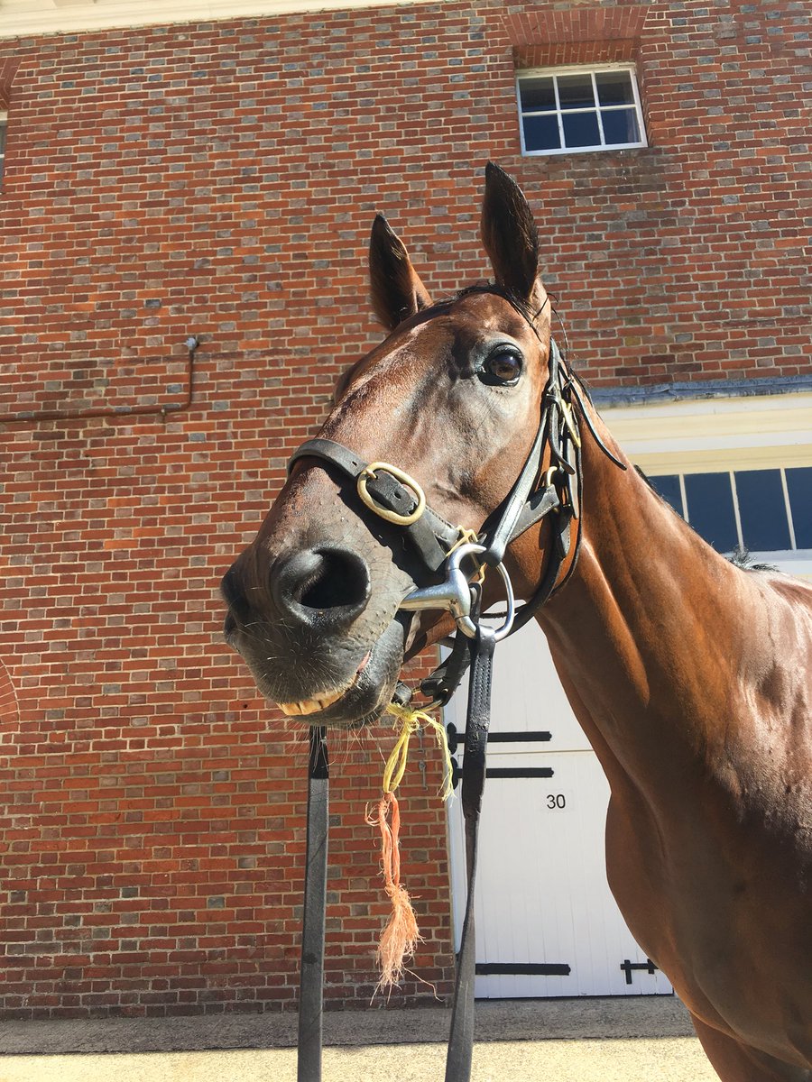 New Rich giving us a big smile ahead of his run in the #MagnoliaCup at #GloriusGoodwood 🏇🏻 #charityrace