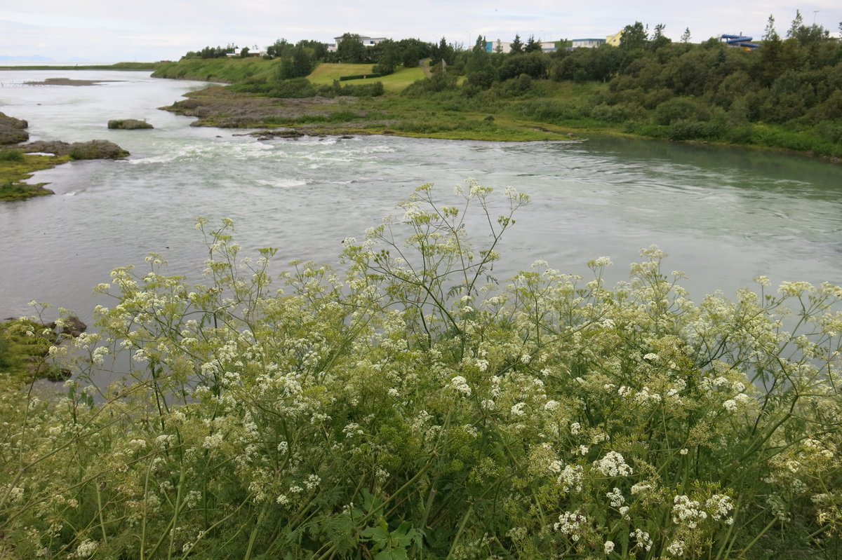 map_MAKING's tweet image. Thankyou to the  Icelandic Textile Centre for an amazing residency and to iceland for much inspiration. Watch this space for developments of work in progress! 

deirdre-nelson.co.uk/lup-insoles