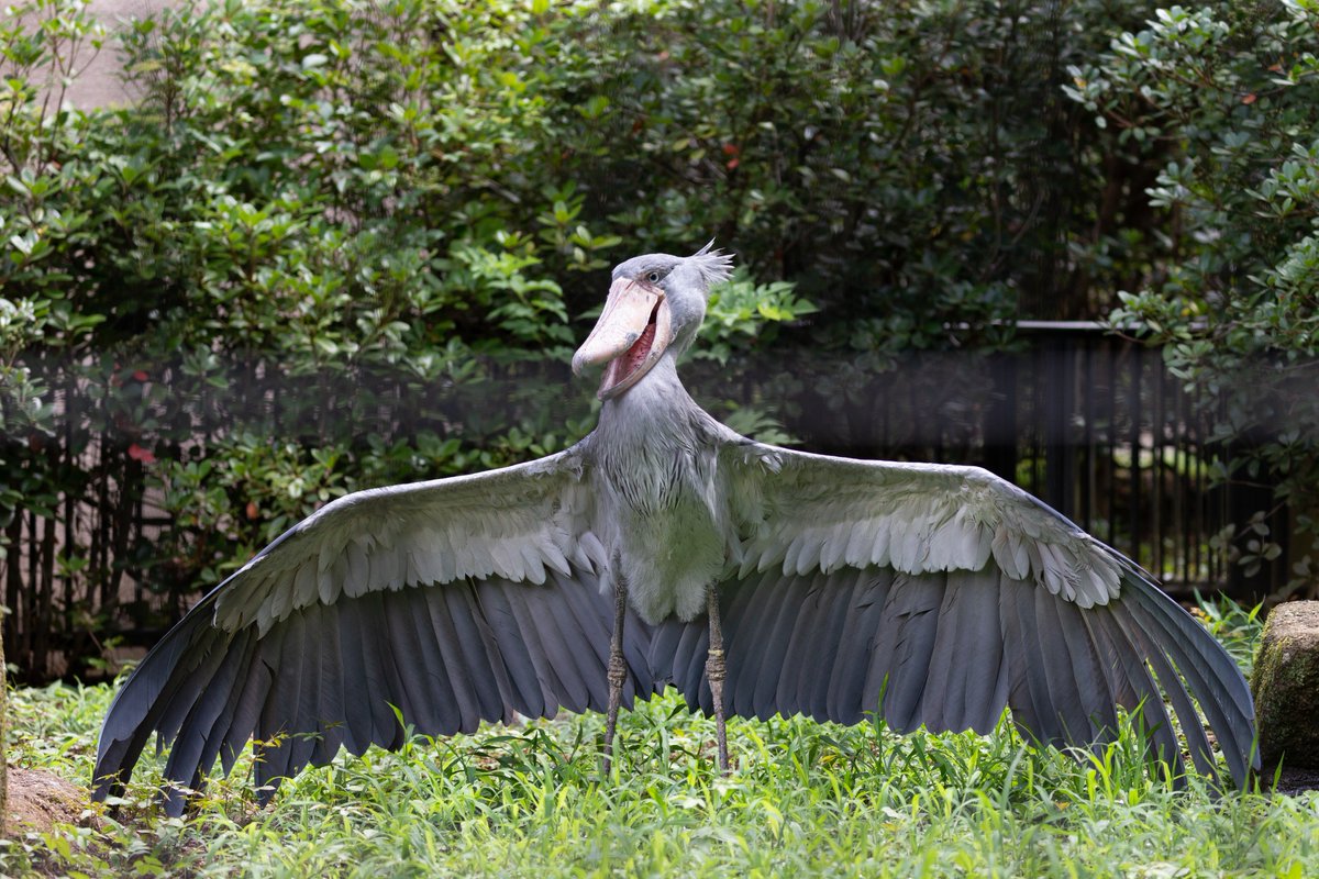 あまりに暑すぎて千葉市動物公園のハシビロコウに起きた変化をご覧ください やっぱ羽根暑いんだな Togetter