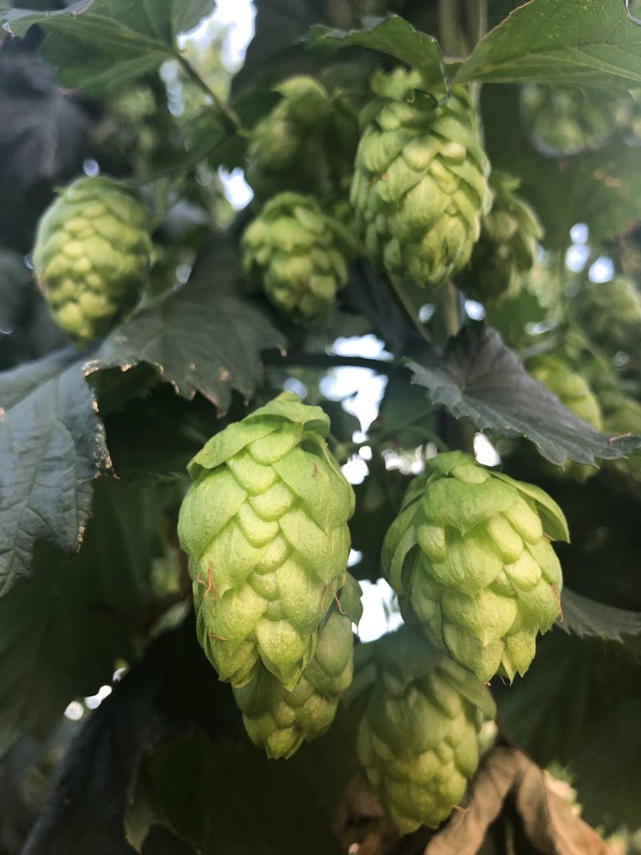 Harvest 2018 is coming!!!