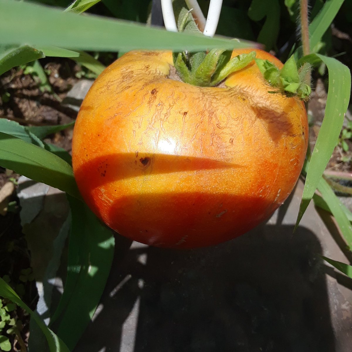 DoreneShaver's tweet photo. I love #nativetomatoes it's a #newenglandthing I guess https://t.co/yF9L4GAu7T