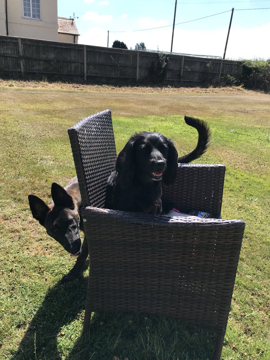 I feel like TPD Duffy and my Spaniel have been up to no good?? Or there just playing hide and seek from me 😂🤷‍♀️ #Dutchherder #cockerspaniel #bestfriends