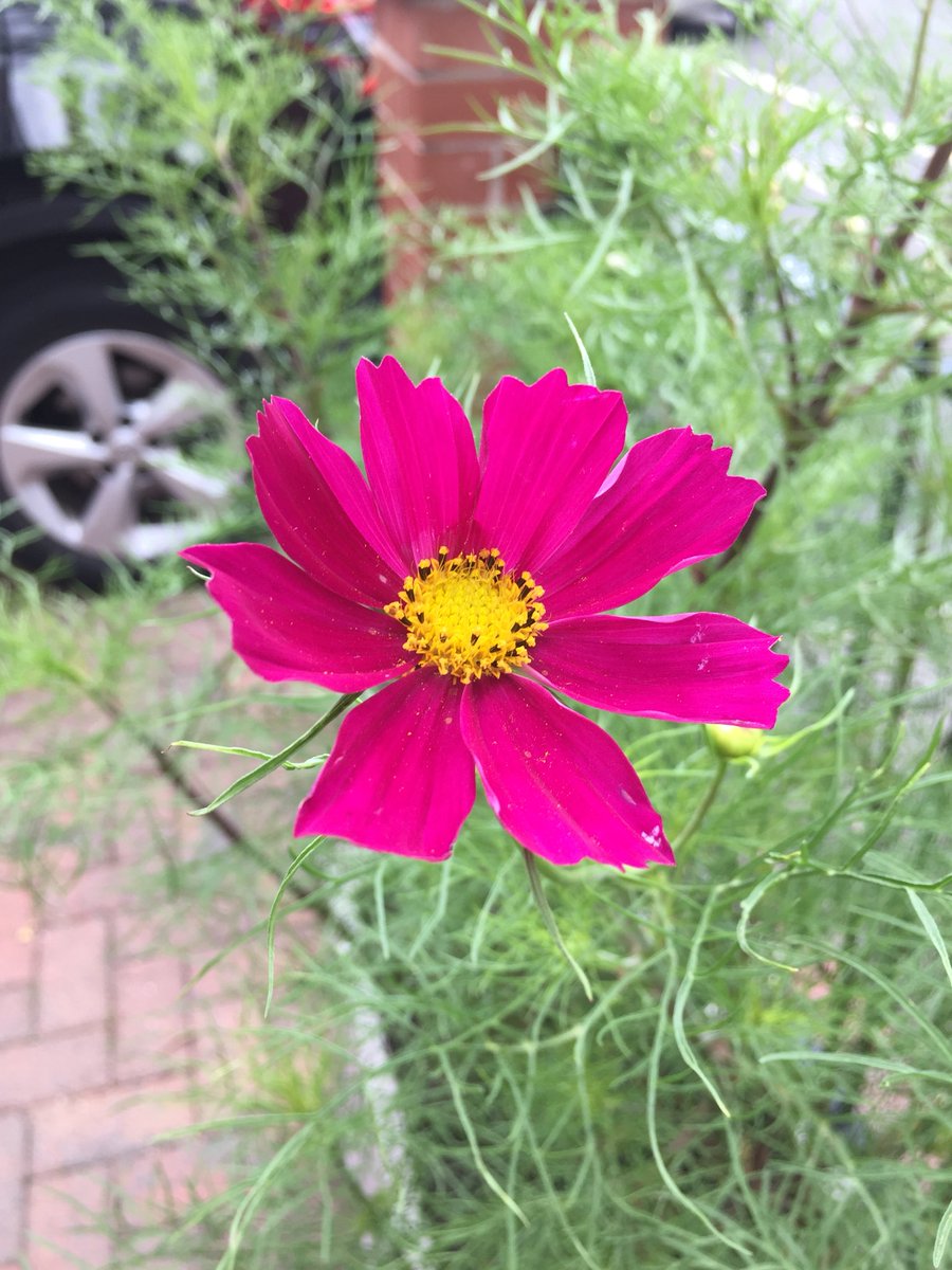 A Small Town Garden On Twitter Cosmos Finally Starting To Flower