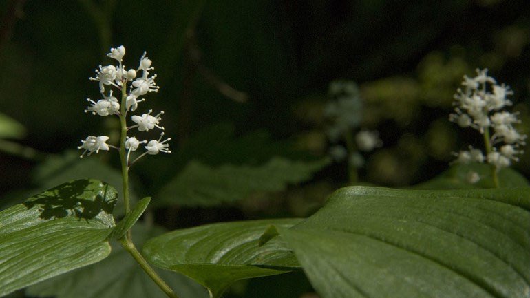 Een iets langere wandeling vandaag. Samen met Natuurmonumenten trekken we naar het Norger Esdorpenlandschap waar natuur en cultuurhistorie samenkomen. 
roeg.tv/roeg-nieuws/an…