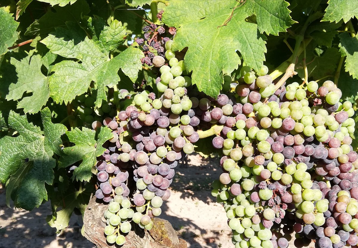 oenoBlogue's tweet photo. Entre #veraison #mildiou et #carences la #Nature artiste nous offre des tableaux aux magnifiques couleurs dégradées #Bordeaux https://t.co/NexB1QI5iJ