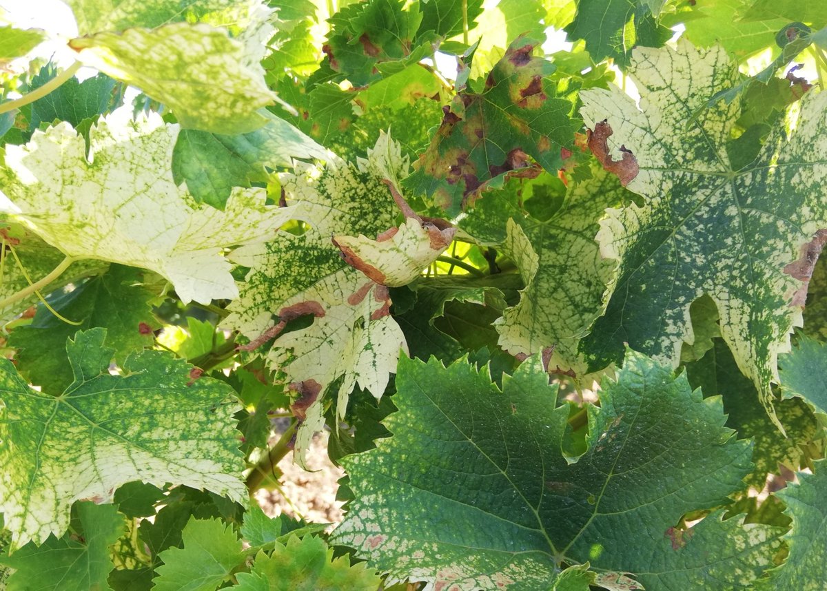 Entre #veraison #mildiou et #carences la #Nature artiste nous offre des tableaux aux magnifiques couleurs dégradées #Bordeaux