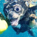 入れ歯がテーブルから消えた 家族で1時間探したら一緒に探していた犬の口から発見さされる 話題の画像プラス