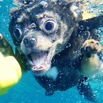 こんな生き物見たことない!水に潜る犬の顔がヤバすぎる!